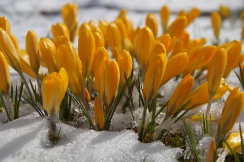Frühlingsgruß